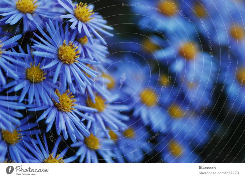 rot. Umwelt Natur Pflanze Blüte ästhetisch schön blau gelb schwarz Kraft Farbfoto mehrfarbig Außenaufnahme Tag Schatten Silhouette Schwache Tiefenschärfe