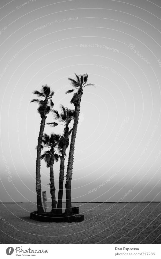 Strandparty Meer Palme Einsamkeit ruhig Schwarzweißfoto Ferne Textfreiraum oben Textfreiraum rechts Menschenleer