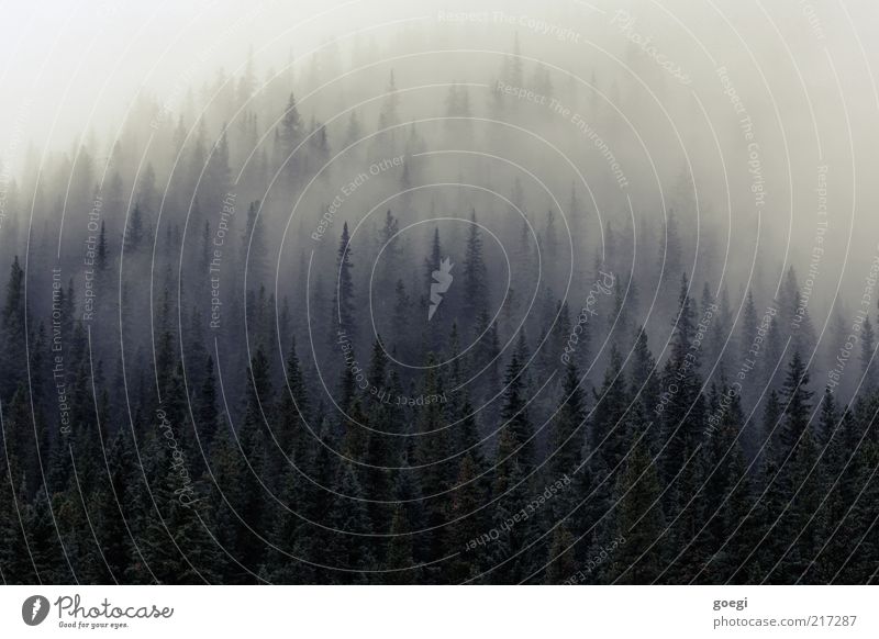 Zwerge ausräuchern Natur Landschaft Pflanze Herbst Baum Wald Urwald Hügel bedrohlich dunkel trist Einsamkeit Nebel Nebelschleier Nebelwald Nebelstimmung