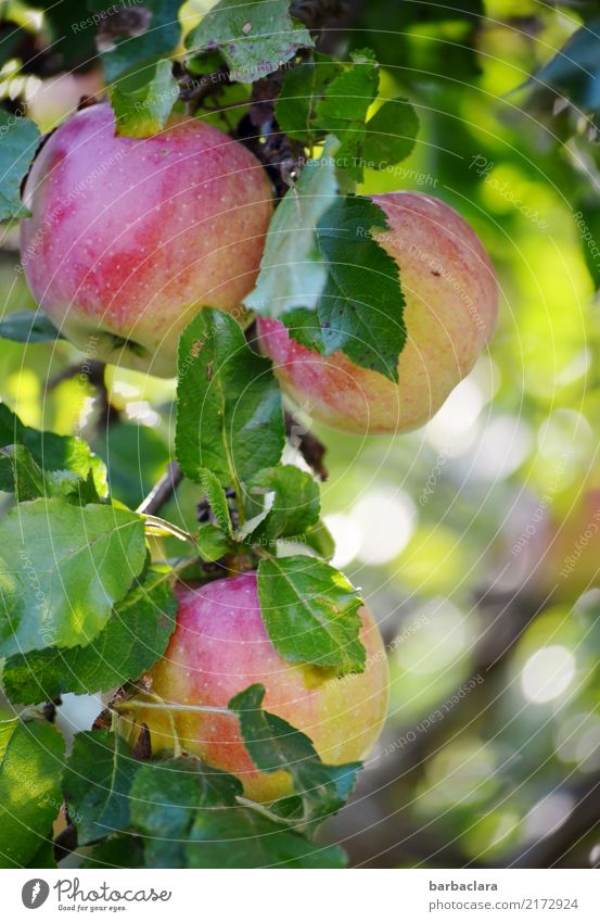 bald... Frucht Apfel Herbst Klima Baum Blatt Apfelbaum Zweige u. Äste Garten Essen hängen frisch Gesundheit rund saftig grün rot Farbe genießen Natur Umwelt
