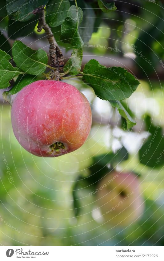 Erntezeit Frucht Apfel Herbst Baum Apfelbaum Zweige u. Äste Garten Essen genießen hängen rund saftig grün rot Lebensfreude Gesundheit Natur Umwelt Farbfoto