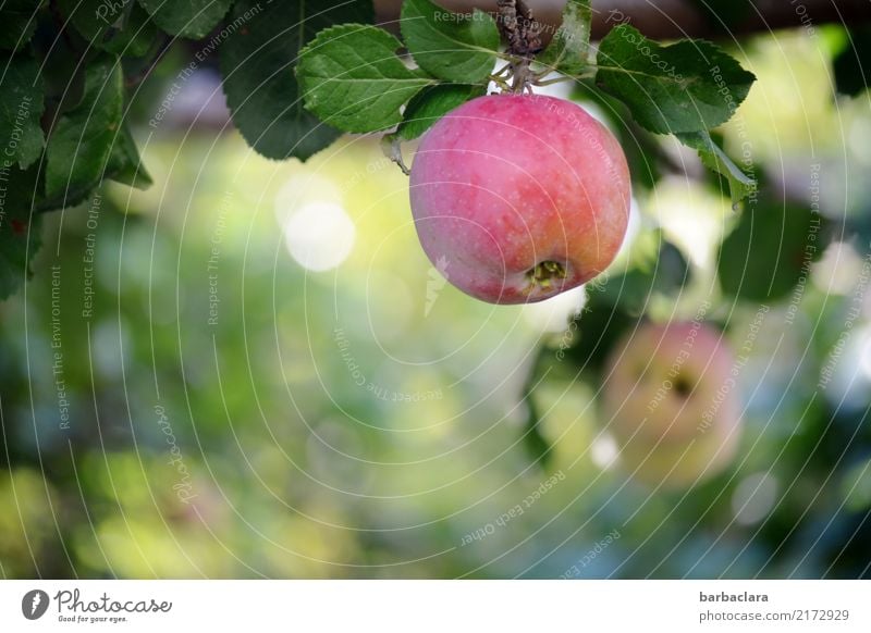 Nullachtfünfzehn | Apfel am Baum Frucht Pflanze Herbst Blatt Nutzpflanze Apfelbaum Garten hängen frisch Gesundheit rot Farbe Klima Natur Umwelt Farbfoto