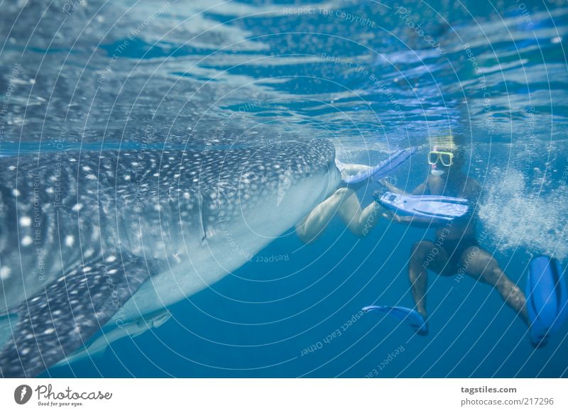 HAAAPS ... Walhai Mann Fressen gefressen werden Fisch Malediven Ferien & Urlaub & Reisen Tourismus Schnorcheln Koloss gigantisch groß Farbfoto
