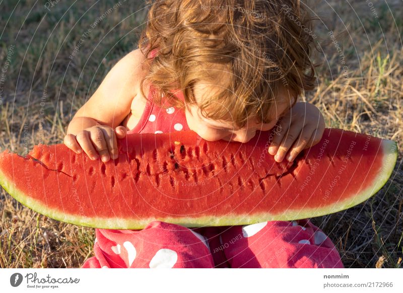 Kleines Mädchen isst bei Sonnenuntergang eine riesige Scheibe reifer Sommermelone Frucht Kind Kleinkind Wärme Wiese klein niedlich saftig rot Gesundheit