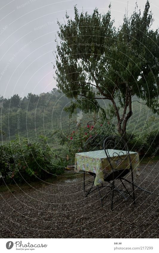 Frühstück im Regen (Toskana [3]) Baum Weinberg Terrasse Tisch Stuhl Ferien & Urlaub & Reisen Stimmung Romantik ruhig Fernweh Einsamkeit Farbfoto Außenaufnahme