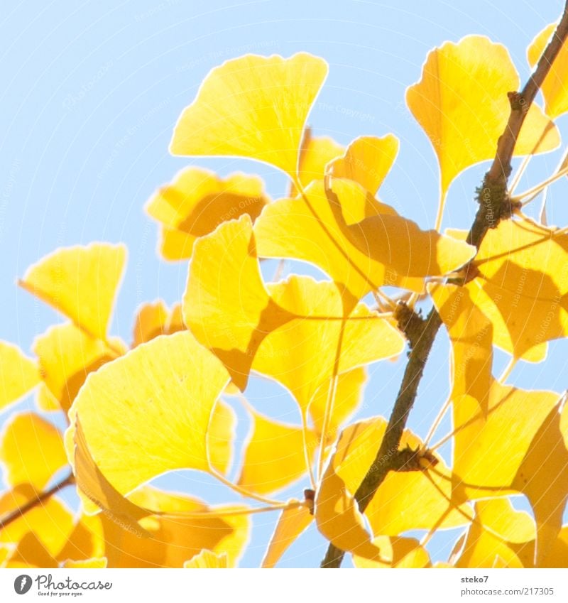 ginko-gelb Blatt Ginkgo leuchten dehydrieren blau Wandel & Veränderung Zweig Warmes Licht hell Herbstlaub Farbfoto Außenaufnahme Nahaufnahme Menschenleer