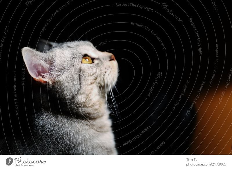 Katze Tier Haustier 1 Zufriedenheit Farbfoto Innenaufnahme Menschenleer Abend Profil Blick nach oben