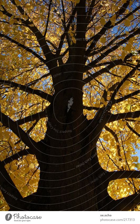 Herbstbaum Natur Pflanze Himmel Baum Wald Farbe Vergänglichkeit Farbfoto Außenaufnahme Menschenleer Abend Schatten Zentralperspektive Wachstum Ast Herbstlaub