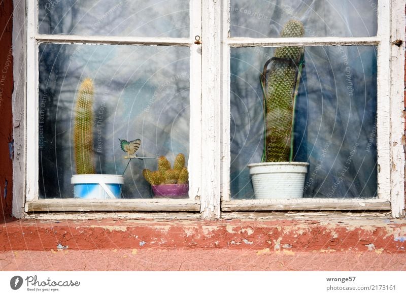 Doppeldeutigkeiten | Robustheit Fenster stachelig braun grau grün weiß Zimmerpflanze Kaktus Blumentopf Außenaufnahme Nahaufnahme Menschenleer Tag