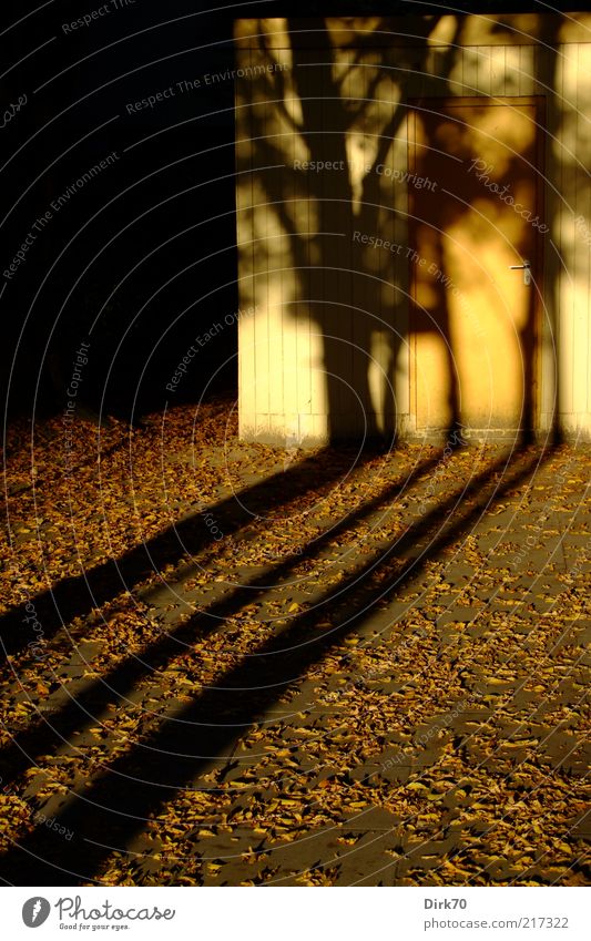 Lange Schatten Sonnenlicht Herbst Baum Blatt Hütte Scheune Tür Hof bedrohlich braun gelb grau schwarz Jahreszeiten Silhouette Abenddämmerung Herbstabend