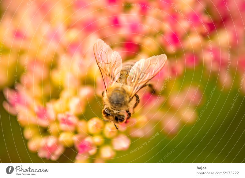 Biene auf großer Fetthenne schön Natur Pflanze Tier Blüte leuchten grün rosa Romantik Apis mellifera Insekt Große Fetthenne telephium Strahlen sonnig