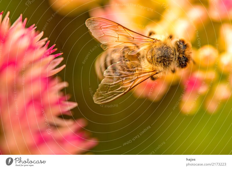 Biene auf großer Fetthenne schön Natur Pflanze Tier Blüte leuchten grün rosa Romantik Apis mellifera Insekt Große Fetthenne telephium Strahlen sonnig