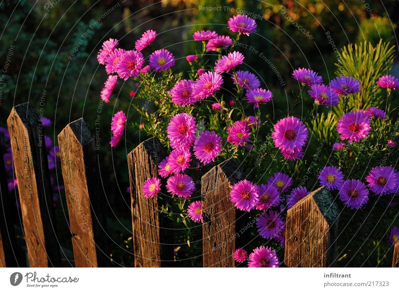 Blumen über'n Gartenzaun Natur Pflanze Sommer Herbst Blüte ästhetisch natürlich violett rosa schön ruhig Leben Reinheit Stimmung Umwelt Zaun Farbfoto