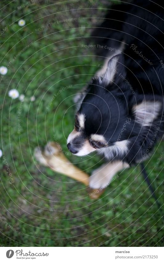 Chihuahua Tier Haustier Hund 1 niedlich Tierliebe Hundeknochen Farbfoto Außenaufnahme Tag Kontrast Schwache Tiefenschärfe Tierporträt