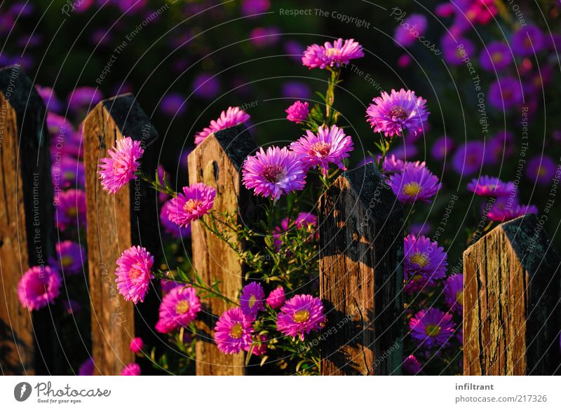 Blumen über'n Gartenzaun 3 Umwelt Natur Pflanze Sommer Herbst Schönes Wetter Blüte ästhetisch Duft natürlich schön violett rosa Stimmung ruhig Farbe Idylle