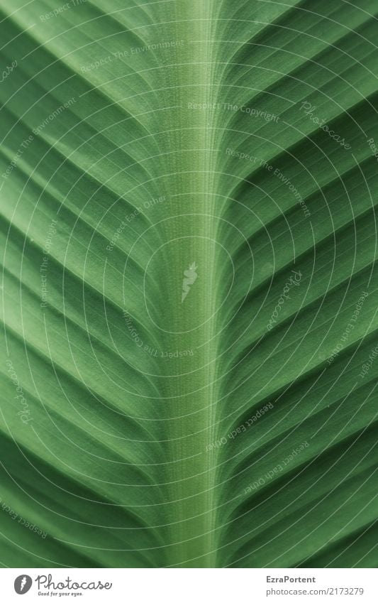 H Umwelt Natur Pflanze Blatt Grünpflanze Garten Linie grün Farbe Hosta Strukturen & Formen Farbfoto Außenaufnahme Nahaufnahme Detailaufnahme Muster Menschenleer
