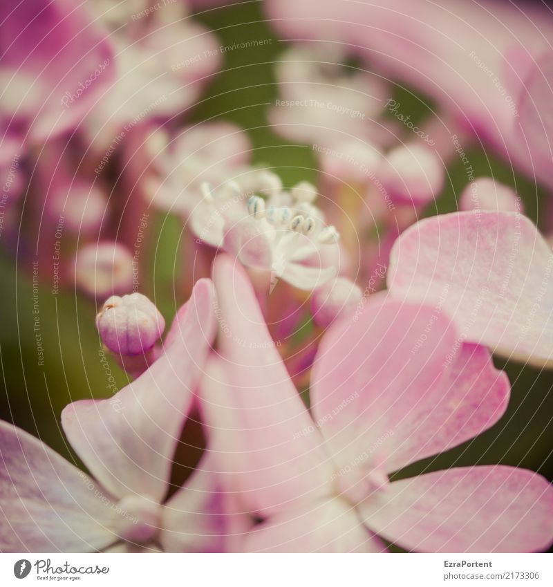 h Umwelt Natur Pflanze Blume Blüte Garten natürlich rosa ästhetisch Farbe Hortensie Hortensienblüte Blütenknospen Blütenblatt Unschärfe Botanik Farbfoto