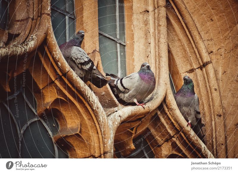 Tauben an einem Kirchenfenster in Oxford Stadtzentrum Altstadt Tier Vogel 3 ästhetisch England alt historisch Historische Bauten Englisch Großbritannien sitzen