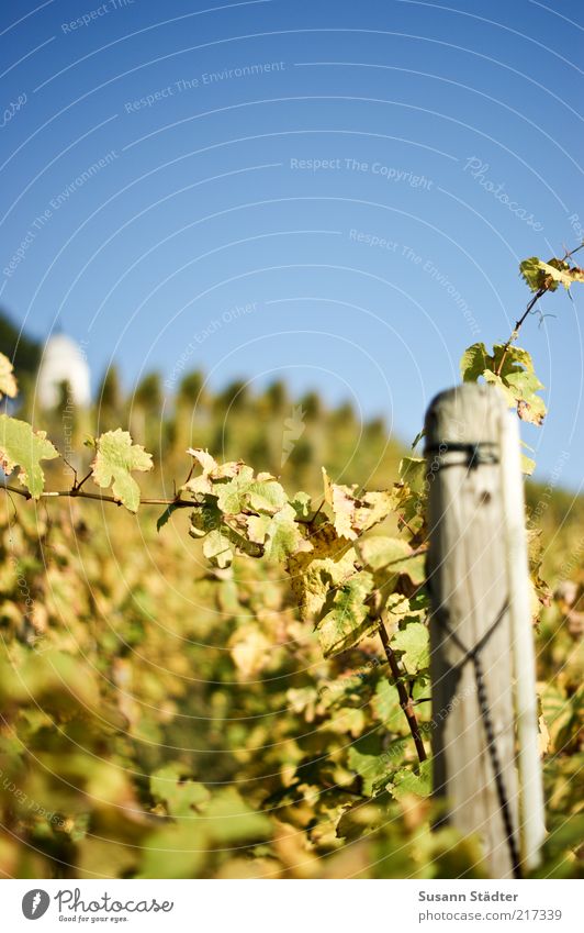 Riesling Wolkenloser Himmel Herbst Schönes Wetter Garten Feld frisch Weinbau Weinblatt Scheurebe Holzpfahl Schloss Wackerbarth Weinberg Ernte herbstlich