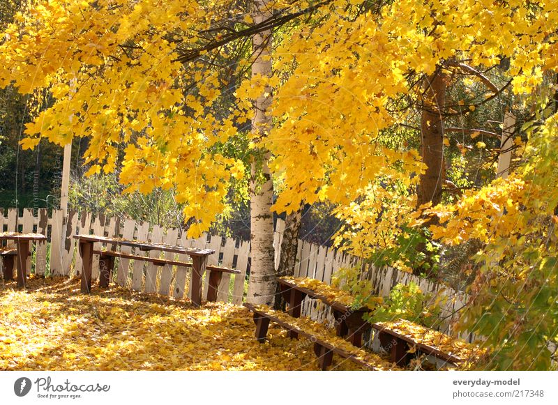 Der Sommer geht Sonnenlicht Herbst Schönes Wetter Baum Blatt Park Wald Erholung gelb gold grün Gefühle Stimmung Zufriedenheit Optimismus Hoffnung Leben