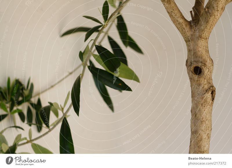 Olivenbaum schmollt im Herbst Pflanze Baum Grünpflanze Nutzpflanze Wachstum schön braun grün Pflanzenteile Farbfoto Textfreiraum unten Menschenleer