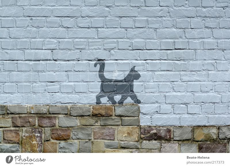 Vor dem Katzensprung Subkultur Mauer Wand Treppe Fassade Tier Stein Graffiti Bewegung laufen lustig grau Freude achtsam Wachsamkeit elegant Lebensfreude