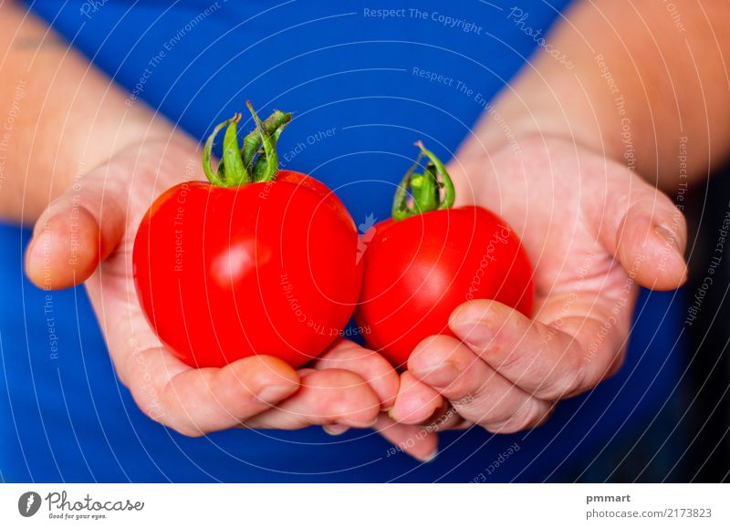 zwei reife Tomaten in den Händen Gemüse Frucht Ernährung Diät Garten Hand Finger Natur Pflanze dreckig frisch natürlich blau grün rot weiß Farbe Landwirt