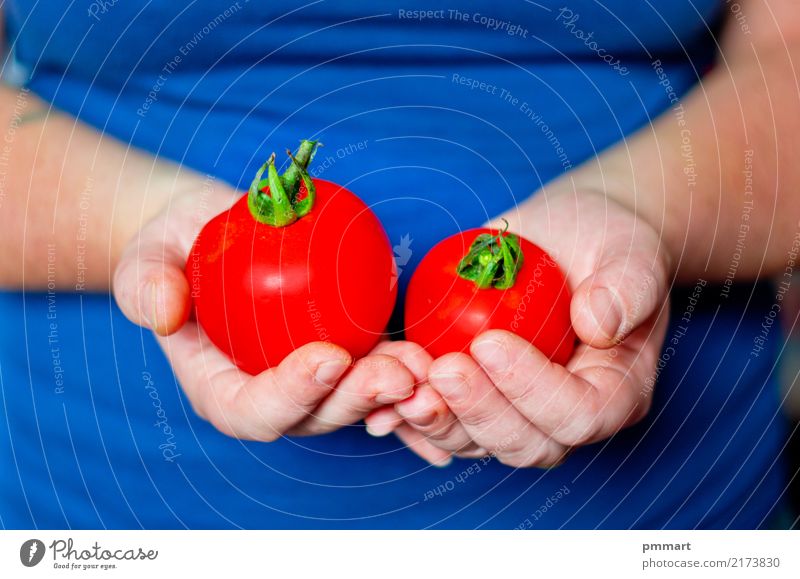 zwei reife Tomaten in den Händen Gemüse Frucht Ernährung Diät Garten Hand Finger Natur Pflanze dreckig frisch natürlich blau grün rot weiß Farbe Landwirt