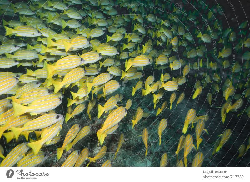 NACHTS Fisch Fischschwarm Schwarm gelb tauchen Nacht unten Wasser Malediven Kuba Karibisches Meer Kleine Antillen Ferien & Urlaub & Reisen Reisefotografie