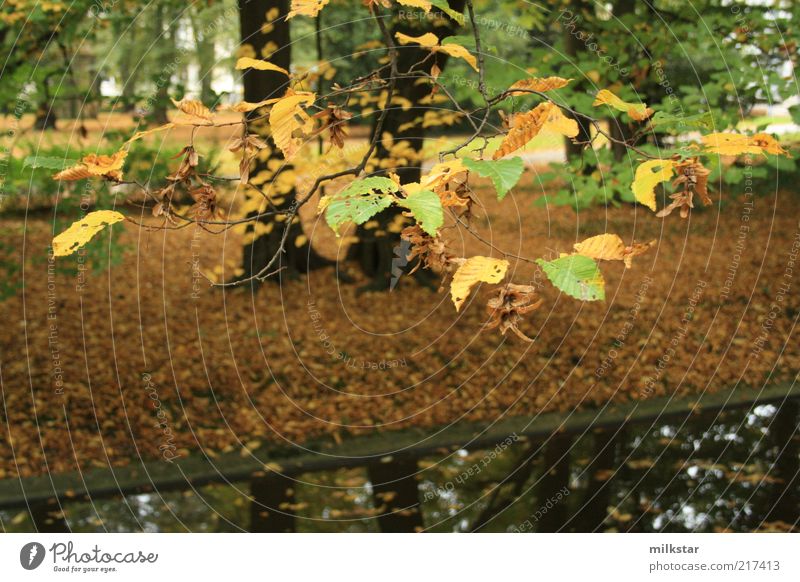 Herbststimmung im Park Umwelt Natur Landschaft Pflanze Erde Wasser schlechtes Wetter Baum Blatt Grünpflanze Wald Flussufer Bach dunkel nass braun grün Farbfoto