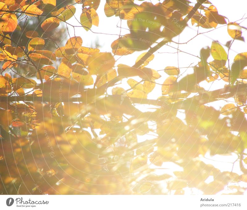 Herbstsonne Umwelt Natur Landschaft Pflanze Sträucher Blatt glänzend leuchten dehydrieren hell schön braun gelb gold Stimmung genießen Erholung Vergänglichkeit
