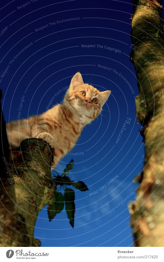 Sputnik Himmel Schönes Wetter Baum Tier Haustier Katze 1 Denken blau braun Mut Tierliebe Weisheit klug Einsamkeit Blauer Himmel Wolkenloser Himmel Baumstamm