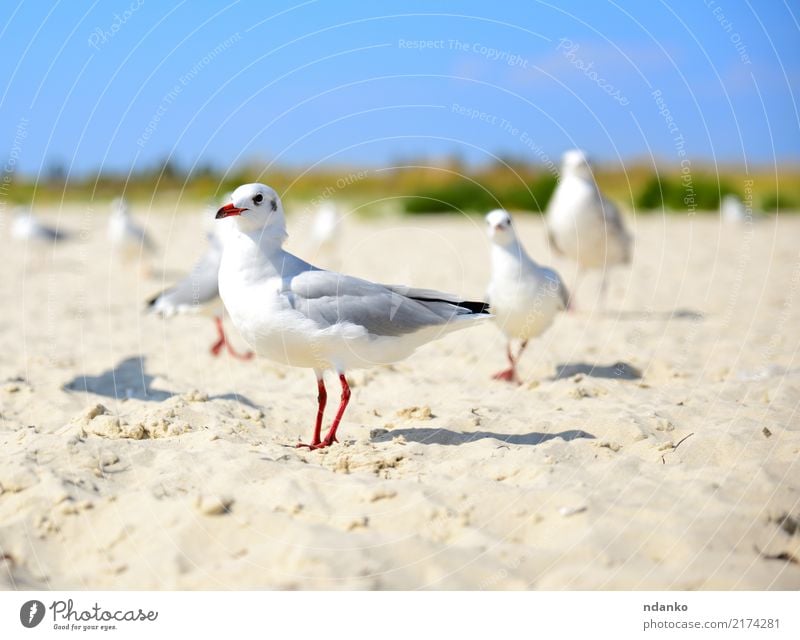 weiße Möwe Spaziergänge entlang des Sandstrandes Freiheit Sommer Sonne Strand Meer Natur Landschaft Tier Himmel Küste Vogel Tiergruppe frei natürlich wild blau