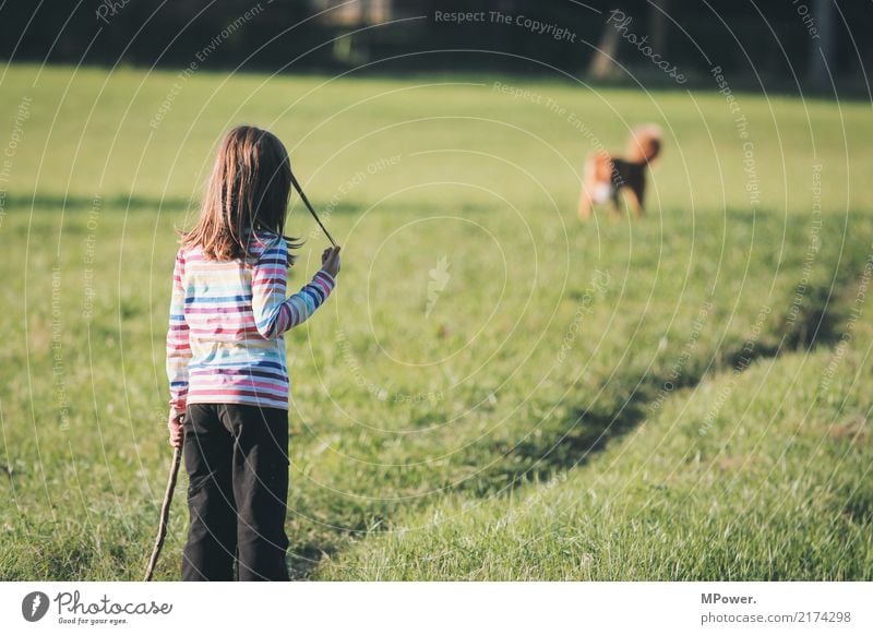 freunde Mensch Kind Mädchen 1 Tier Haustier Hund Spielen Freude achtsam Stock Gras Wiese skeptisch Wege & Pfade Angst Farbfoto Textfreiraum oben Sonnenlicht