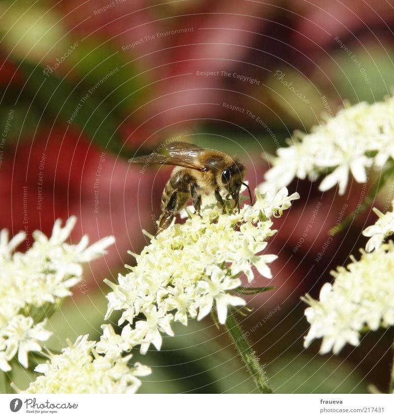 bienen und blumen Natur Sommer Pflanze Blume Tier Nutztier Biene Flügel 1 krabbeln weiß Sammlung fleißig Nektar Farbfoto mehrfarbig Außenaufnahme Nahaufnahme