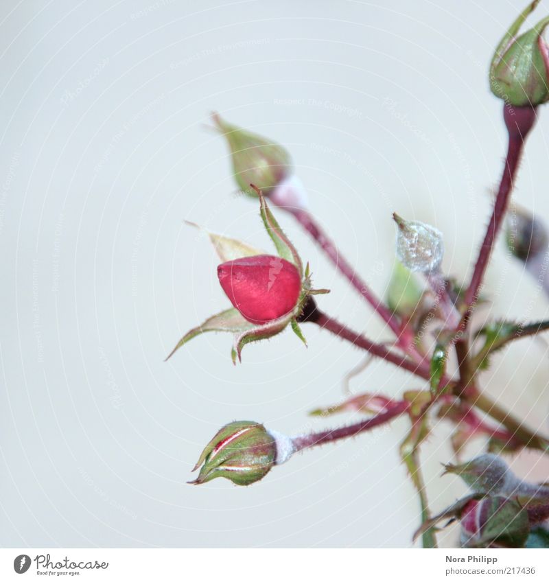 Rosaröschen schön harmonisch Umwelt Natur Pflanze Sommer Blume Sträucher Rose Blatt Blüte Grünpflanze Wildpflanze Blühend Wachstum Duft frisch rosa Verliebtheit