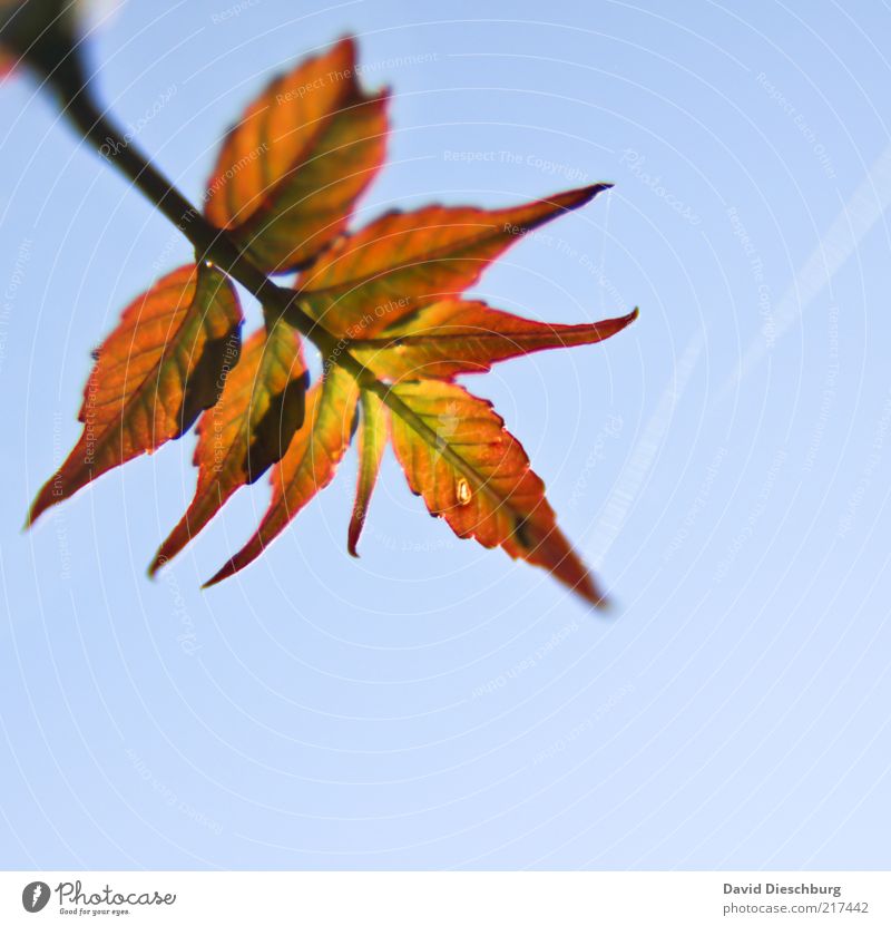 Ein genialer Herbst Natur Pflanze Luft Wolkenloser Himmel Schönes Wetter Blatt blau herbstlich Herbstfärbung orange Herbstlaub Herbstbeginn diagonal Blattadern