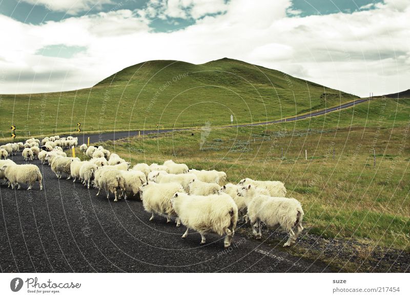 Herdentrieb Umwelt Natur Landschaft Himmel Wolken Sommer Wiese Hügel Straße Wege & Pfade Tier Nutztier Tiergruppe laufen Ziel Island Schaf Lamm Viehzucht Wolle