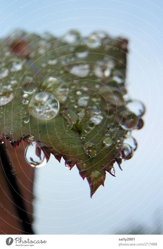 dewdrops keep falling... Natur Pflanze Wassertropfen Herbst Blatt Tropfen ästhetisch authentisch Flüssigkeit frisch glänzend kalt nass natürlich rund ruhig