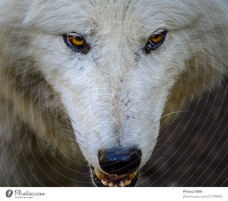 Kopf eines weißen Wolfes Gesicht Natur Tier Wildtier Hund Zoo 1 Blick Aggression natürlich wild gefährlich Hintergrund Canino Fleischfresser Lebewesen Gefahr