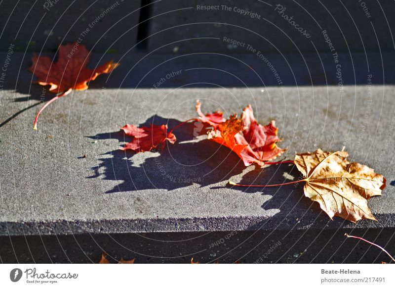 Der Herbst nähert sich stufenweise Natur Schönes Wetter Baum Blatt Treppe Wege & Pfade liegen alt ästhetisch trocken grau rot Klima Farbfoto Textfreiraum rechts