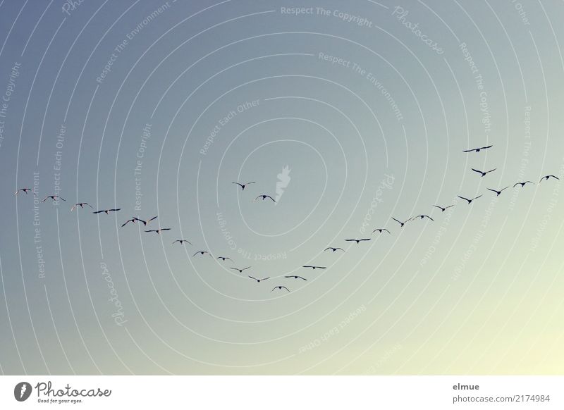 Vogel- V (1) Wolkenloser Himmel Wildtier Schwan Flügel Singschwan Schwarm fliegen Kommunizieren frei Kraft Zusammensein Sehnsucht Fernweh anstrengen Bewegung