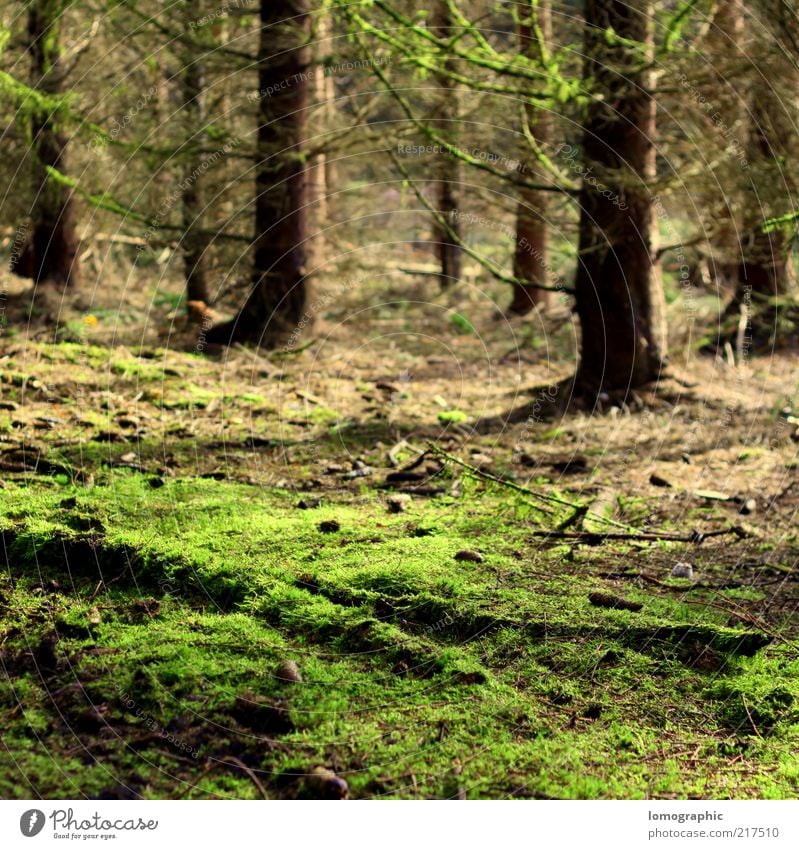 Famoos Ferien & Urlaub & Reisen Ausflug Freiheit Expedition Umwelt Natur Landschaft Baum Moos Wald grün Waldboden Zapfen Nadelwald Herbst herbstlich