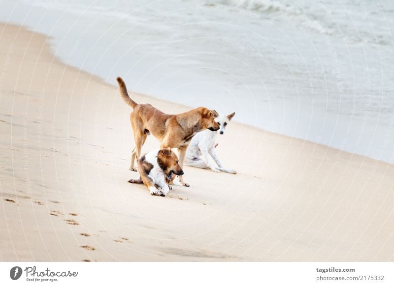 Spielen von Hunden am Strand, Sri Lanka, Asien Marawila Ferien & Urlaub & Reisen reisend Idylle Freiheit Postkarte Tourismus Tourist Sehenswürdigkeit