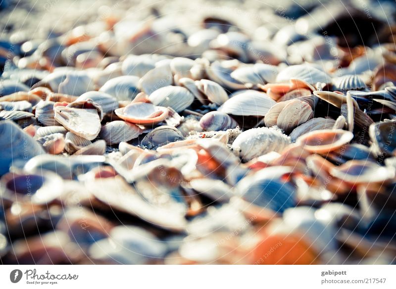 ganz viele Umwelt Natur Schönes Wetter Küste Strand Lebensfreude mehrfarbig Muschel Sand Nordsee Nordseeküste Verschiedenheit Vielfältig Außenaufnahme