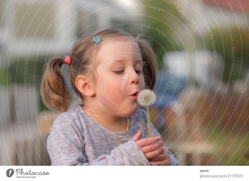 Ein kleines Mädchen pustet die Schirmchen von einer Löwenzahnblüte Spielen Kind Mensch feminin Kleinkind 1 3-8 Jahre Kindheit Natur Pflanze Blume träumen Freude
