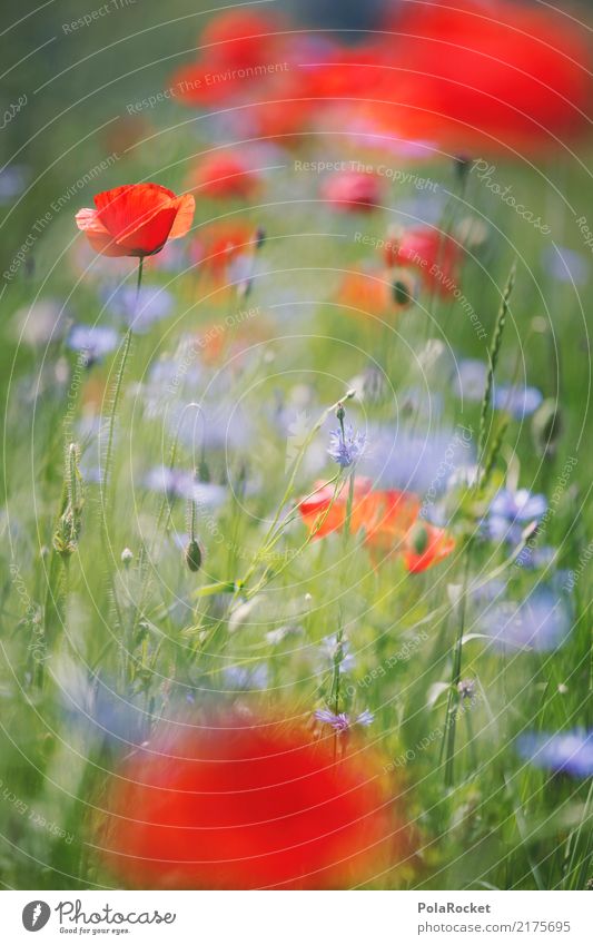 #A# Mohnfeld I Umwelt Natur ästhetisch Mohnblüte Wegrand rot Blume Wiesenblume Farbfoto mehrfarbig Außenaufnahme Detailaufnahme Experiment abstrakt Menschenleer