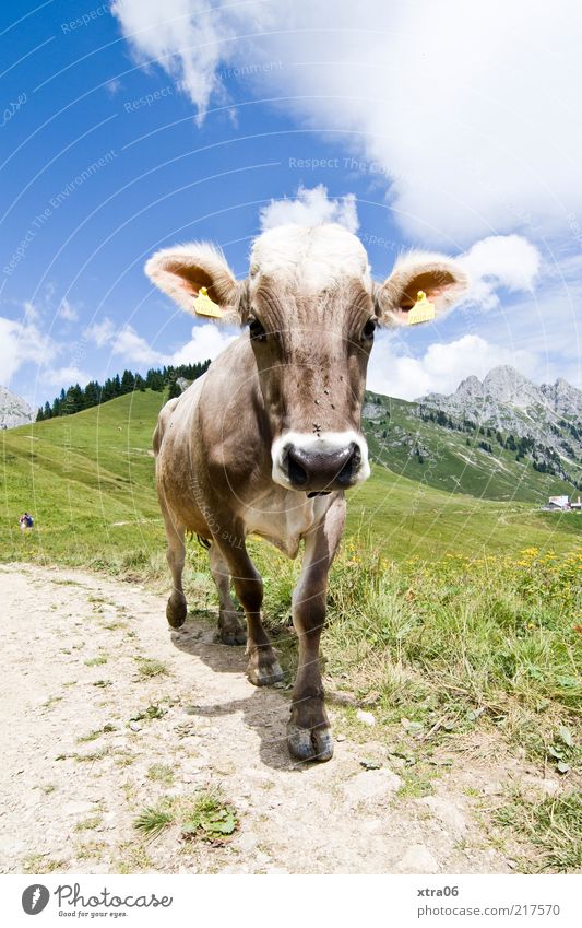 auf der alm Umwelt Natur Landschaft Pflanze Tier Himmel Wolken Frühling Sommer Wiese Feld Hügel Alpen Berge u. Gebirge Nutztier Kuh 1 Tierjunges authentisch