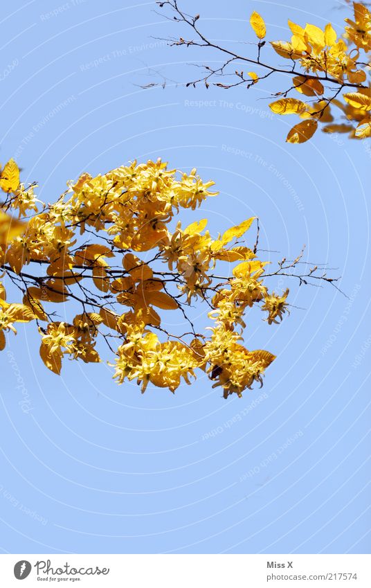 Ein Herbstbild Natur Wolkenloser Himmel Schönes Wetter Baum Blatt fallen dehydrieren gelb gold herbstlich Herbstlaub Buche Ast Farbfoto mehrfarbig Außenaufnahme