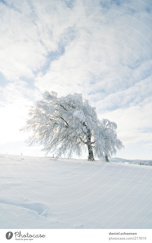 Schneefallgrenze 500 Meter ! Winter Himmel Klima Eis Frost Baum hell blau weiß Buche Schauinsland Schwarzwald Menschenleer Textfreiraum oben Textfreiraum unten